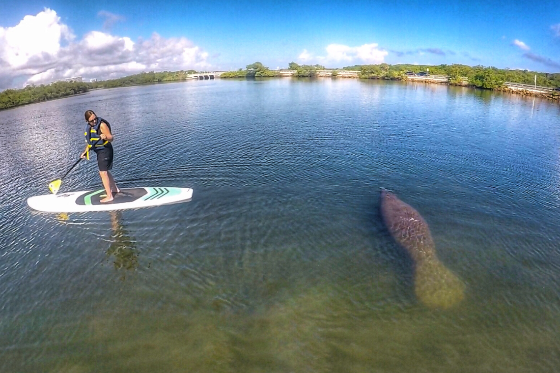 manatee encounter paddle board tour with south florida paddle