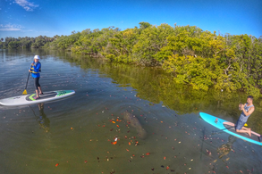 paddle boardin with a manatee singer island